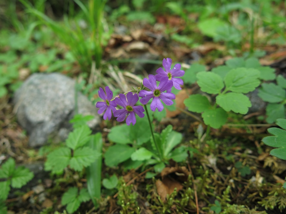 Image of Primula cuneifolia specimen.