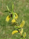 Salix euxina. Часть побега с соцветиями. Ростовская обл., Неклиновский р-н, Самбекское с/п, дол. р. Самбек. 17.04.2014.