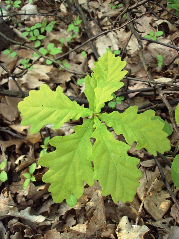 Image of Quercus robur specimen.