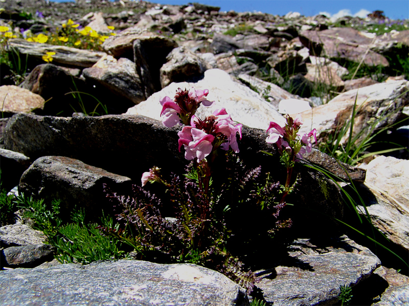 Image of Pedicularis nordmanniana specimen.