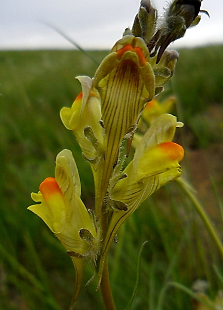 Image of Linaria macroura specimen.