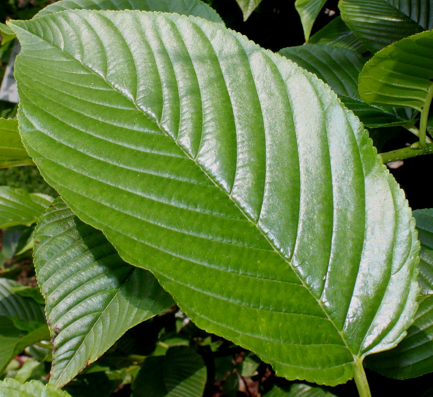 Image of Rhamnus alpina ssp. fallax specimen.