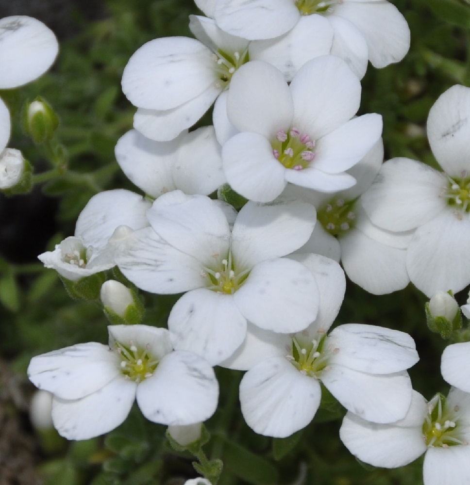 Изображение особи Arenaria cretica.