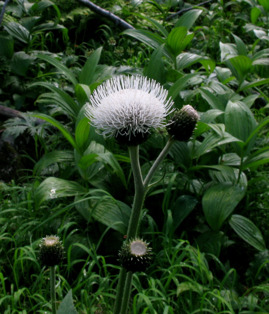 Изображение особи Cirsium helenioides.