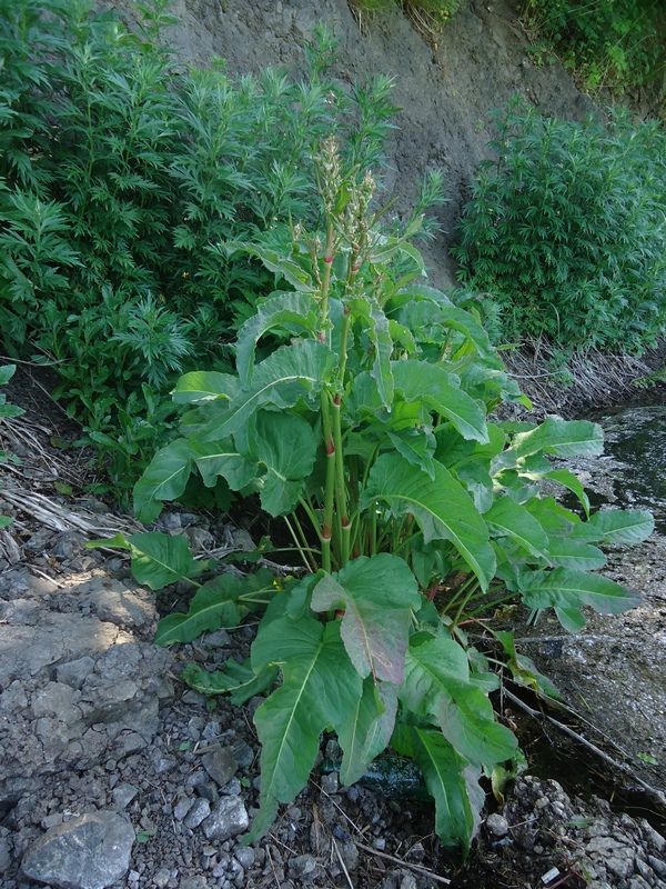 Image of Rumex aquaticus specimen.