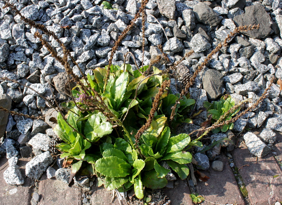 Image of Wulfenia carinthiaca specimen.