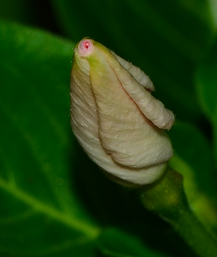 Image of Catharanthus roseus specimen.