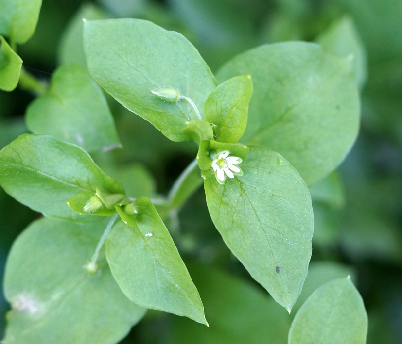 Image of Stellaria media specimen.