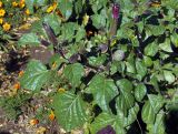 Datura stramonium variety inermis