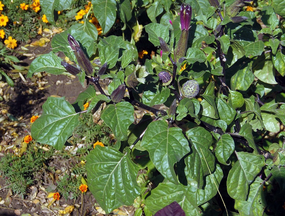 Image of Datura stramonium var. inermis specimen.