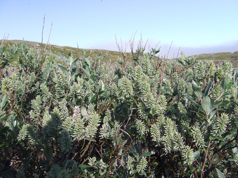 Изображение особи Salix glauca.