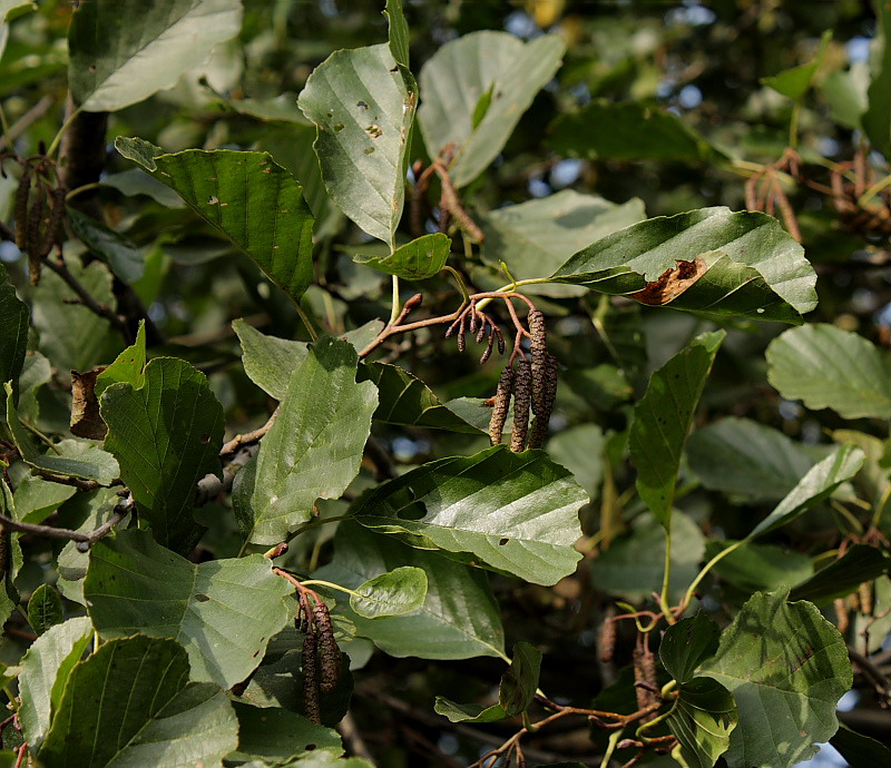 Изображение особи Alnus glutinosa.