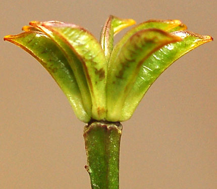 Изображение особи Caltha silvestris.