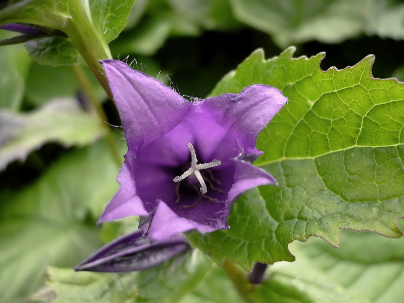 Изображение особи Campanula latifolia.