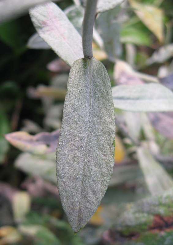 Изображение особи Artemisia ludoviciana.