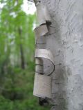 Смотреть изображение Betula pubescens