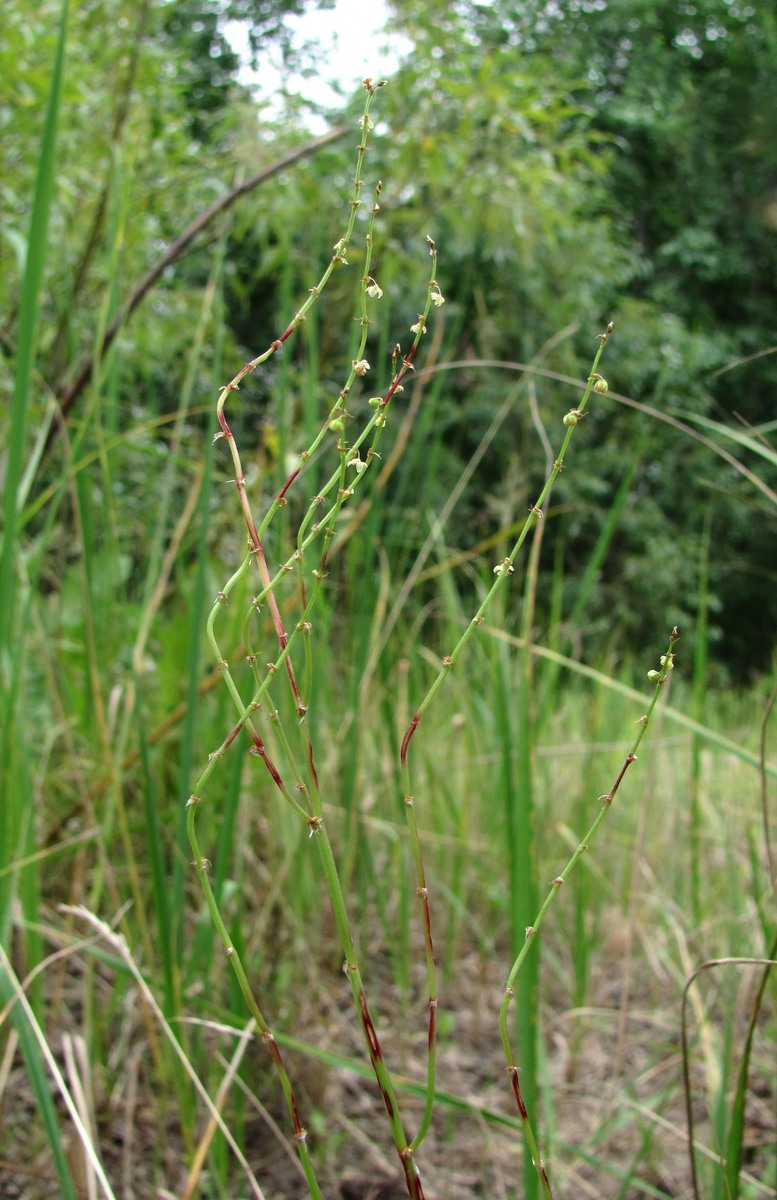 Image of Rumex acetosella specimen.