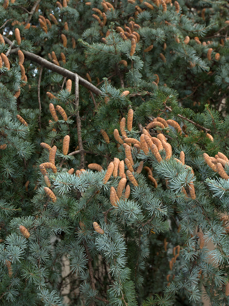 Image of Cedrus atlantica specimen.