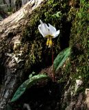 Erythronium caucasicum. Цветущее растение. Краснодарский край, окр. Сочи, у тропы к Орлиным скалам. 18.02.2015.