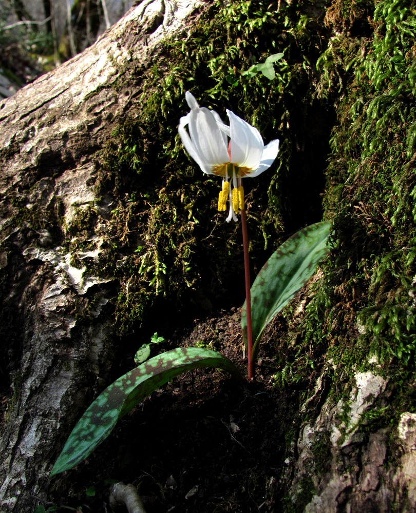 Изображение особи Erythronium caucasicum.