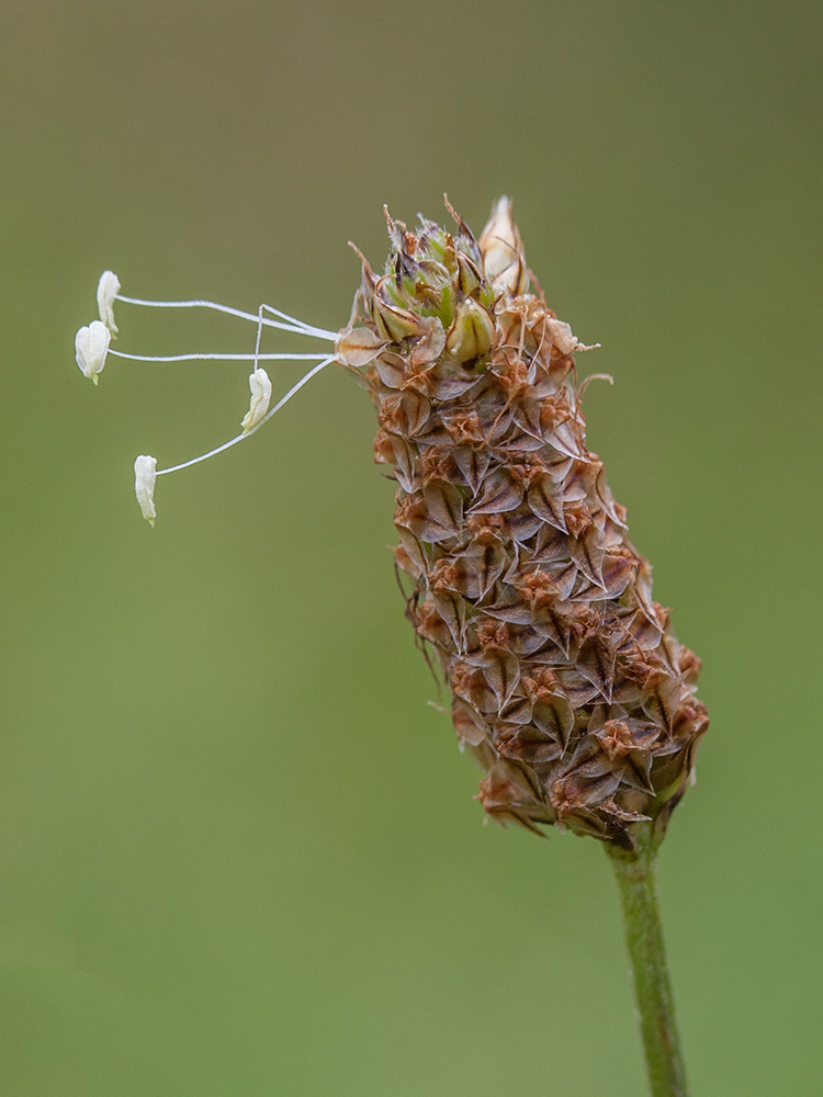 Image of Plantago lanceolata specimen.