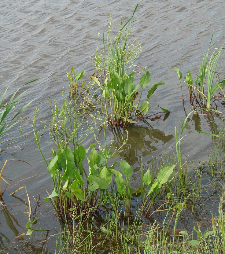 Image of Alisma plantago-aquatica specimen.