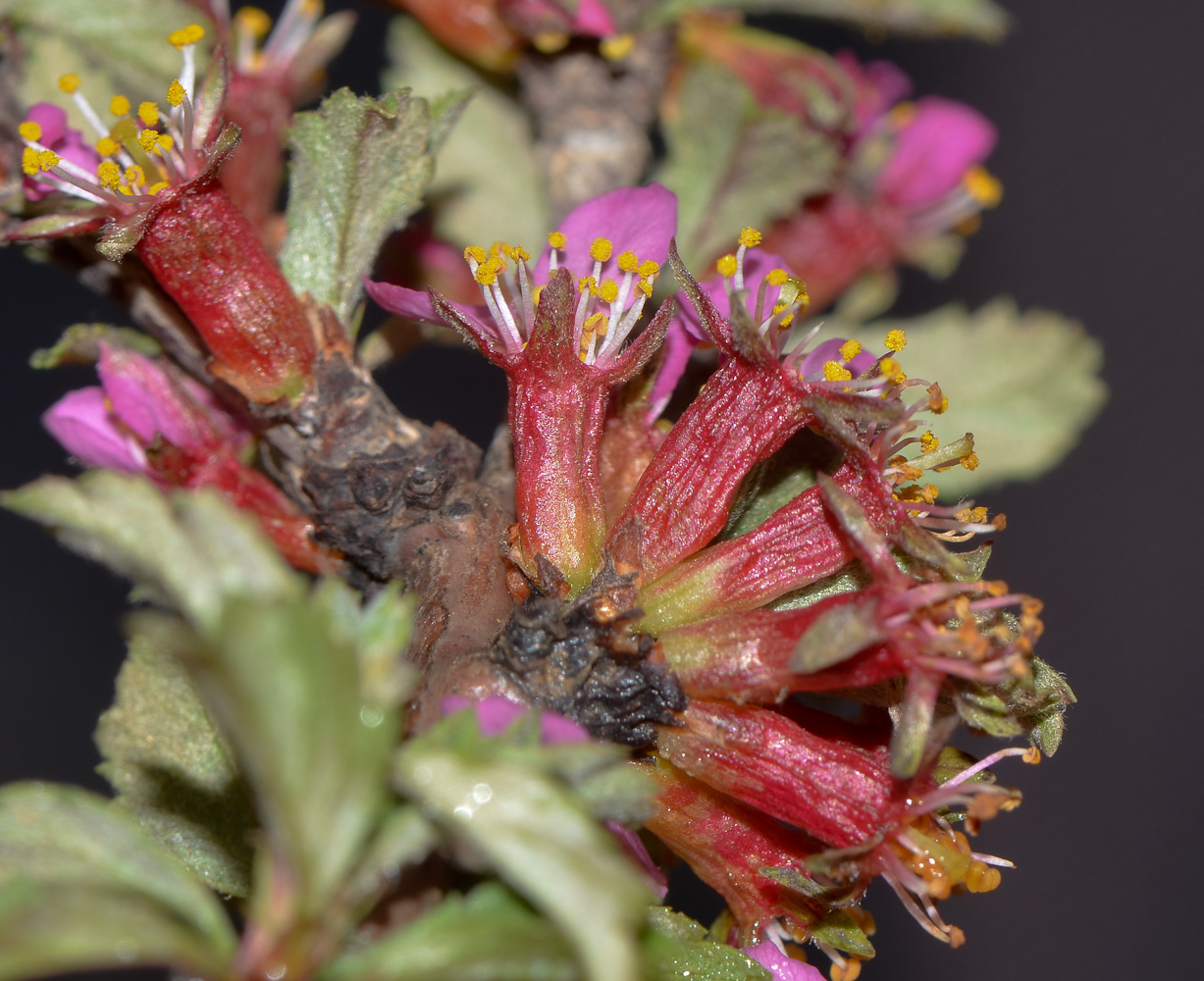 Image of Cerasus prostrata specimen.