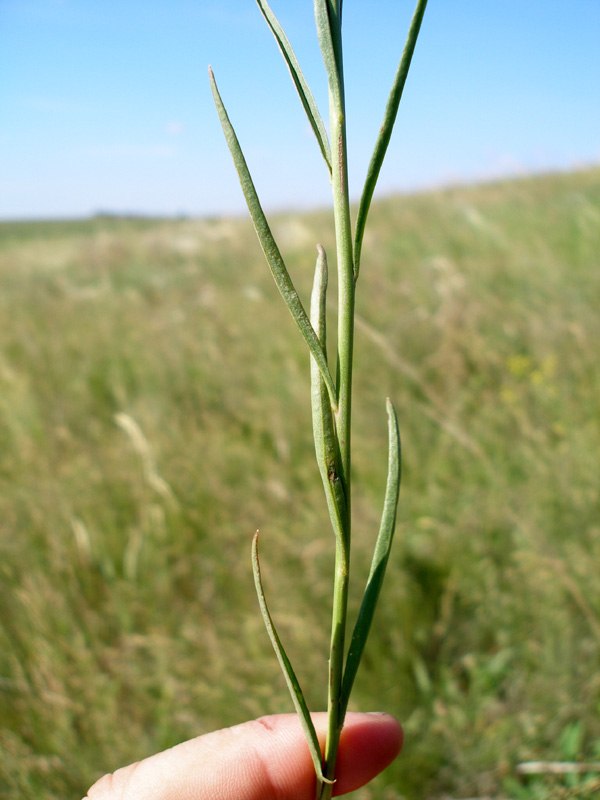 Image of Sisymbrium polymorphum specimen.