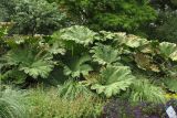 Gunnera manicata. Растение в конце вегетационного периода. ФРГ, Нижняя Саксония, Ольденбург, ботанический сад Ольденбургского университета. 1 сентября 2007 г.