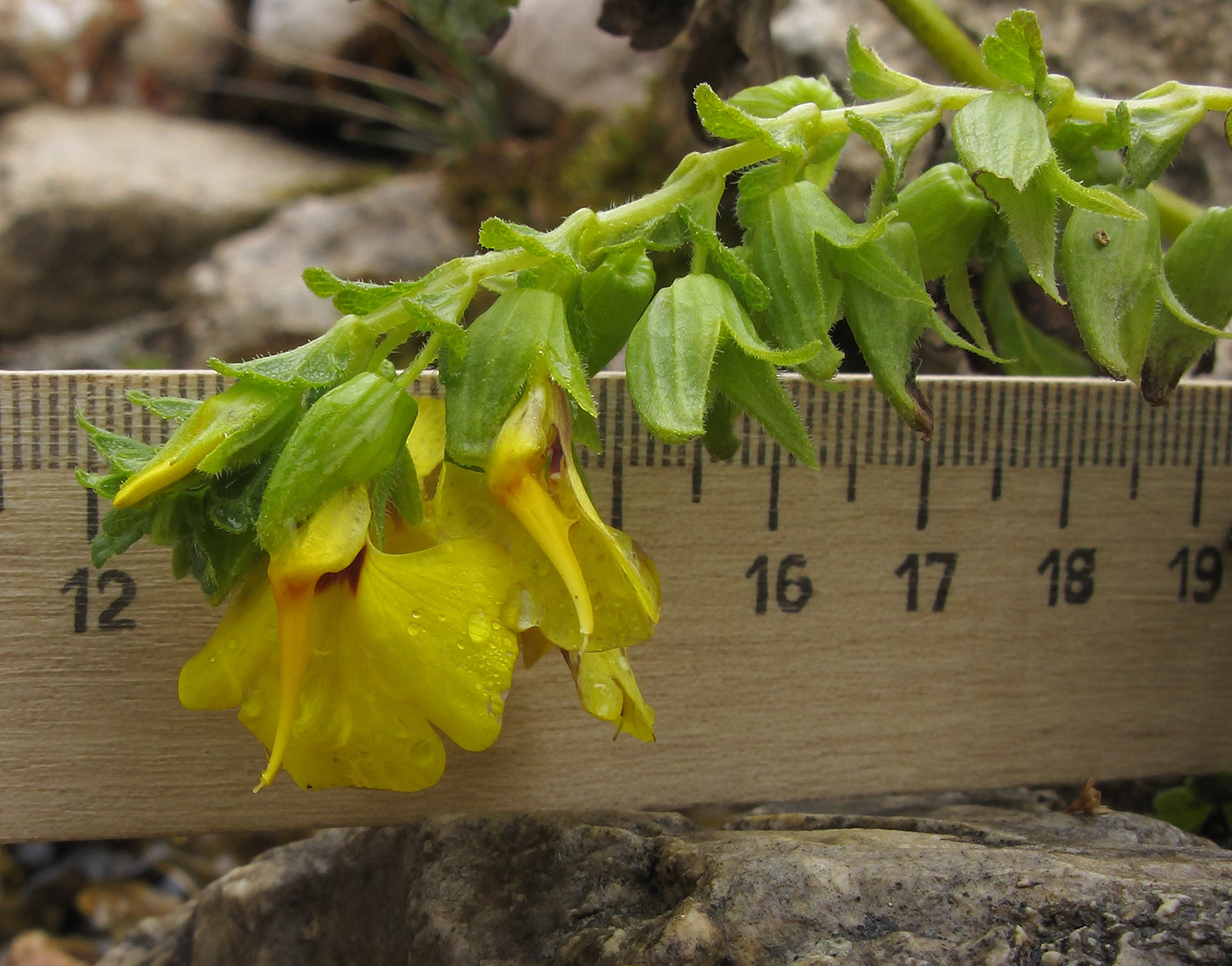 Image of Rhynchocorys stricta specimen.