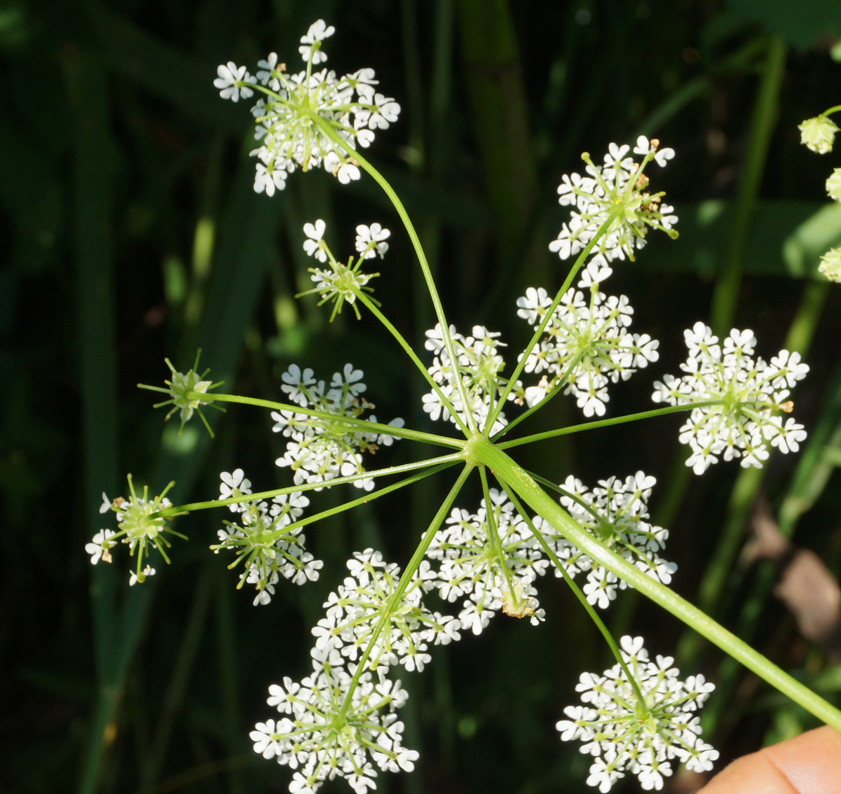 Изображение особи Chaerophyllum prescottii.