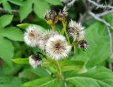 Senecio pseudoarnica. Верхушка побега с соплодиями. Приморье, ЗАТО Фокино, остров Путятина, каменистый пляж. 15.08.2015.