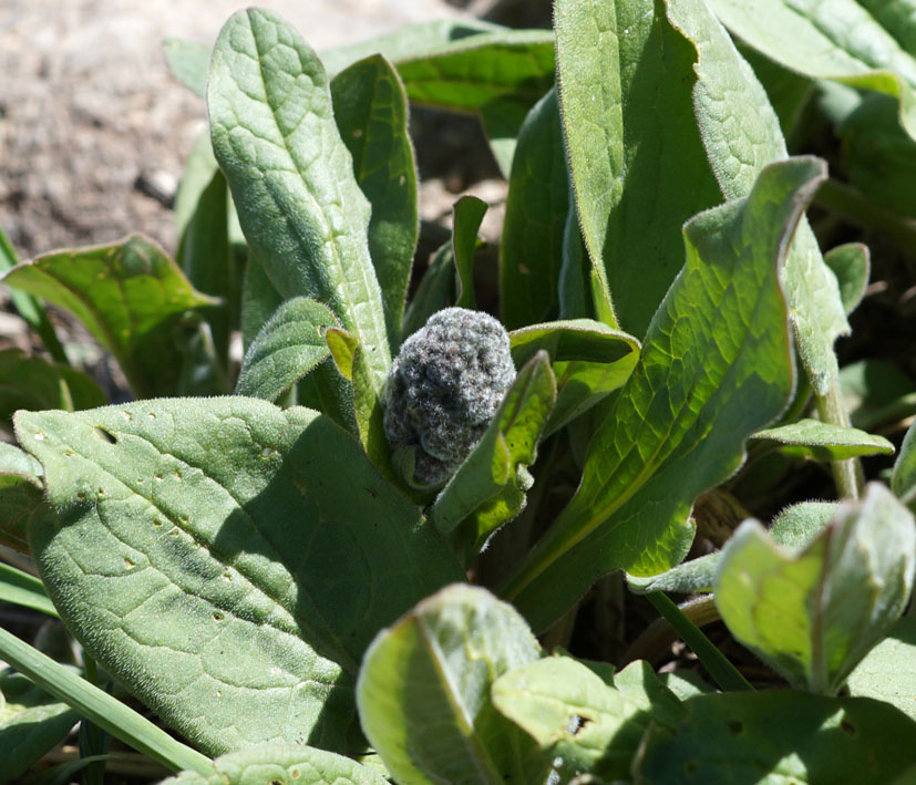 Image of Solenanthus circinnatus specimen.