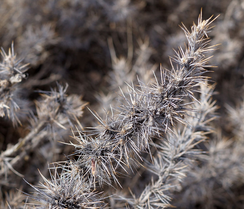 Изображение особи Caragana pleiophylla.