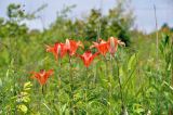 Lilium pensylvanicum