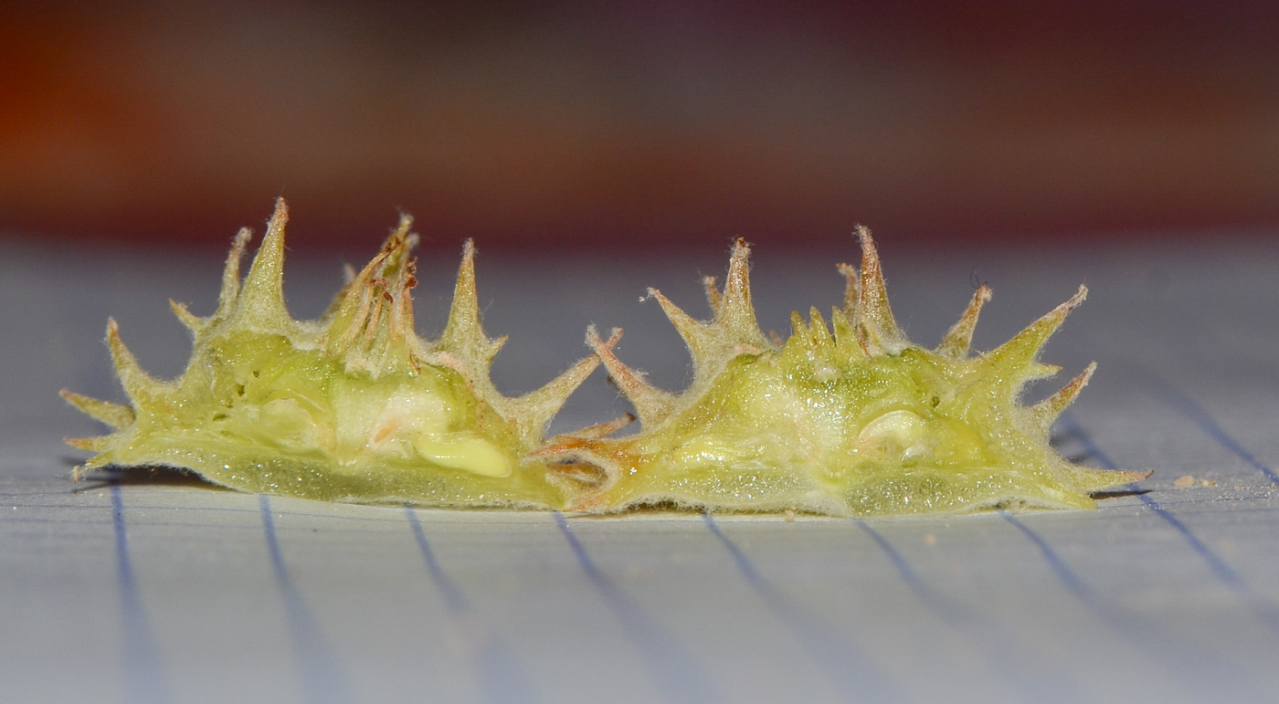 Image of Neurada procumbens specimen.