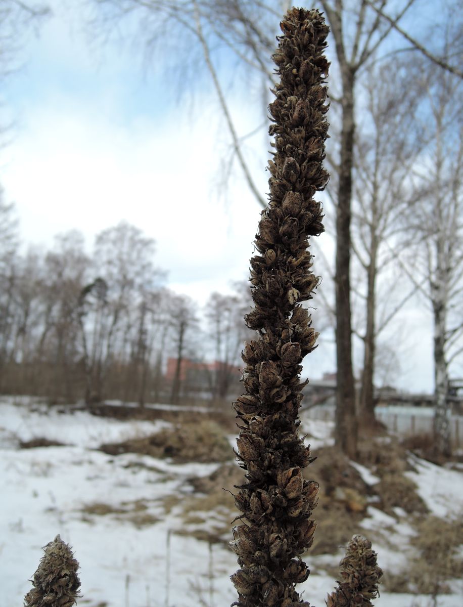 Image of Verbascum thapsus specimen.