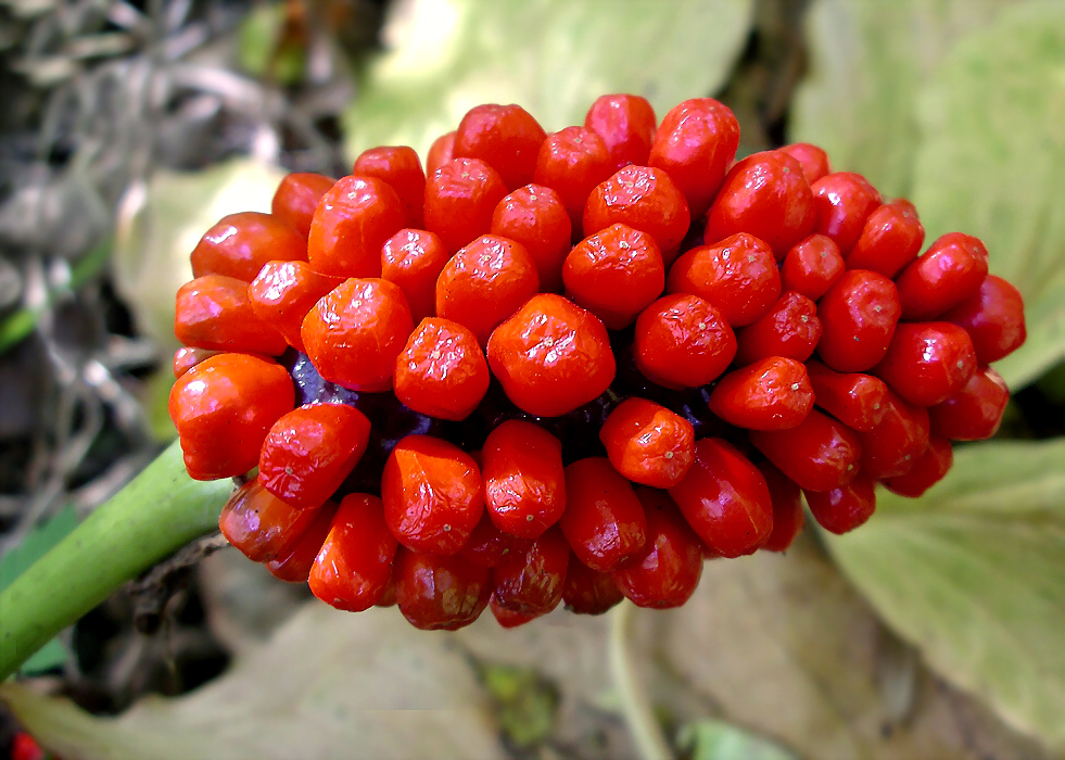 Image of Arisaema robustum specimen.