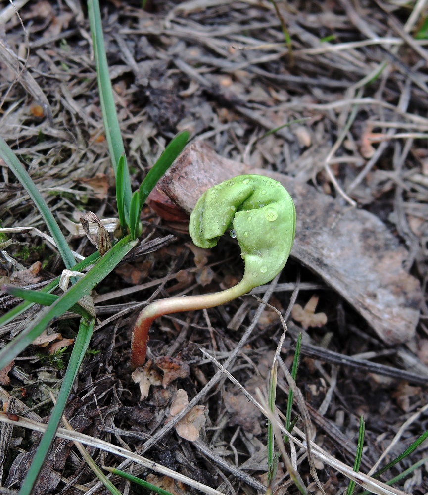 Image of Acer platanoides specimen.