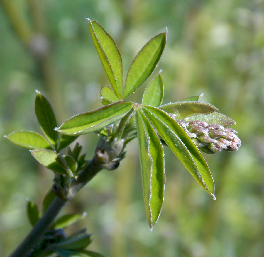 Image of Laburnum anagyroides specimen.