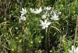 Ornithogalum navaschinii