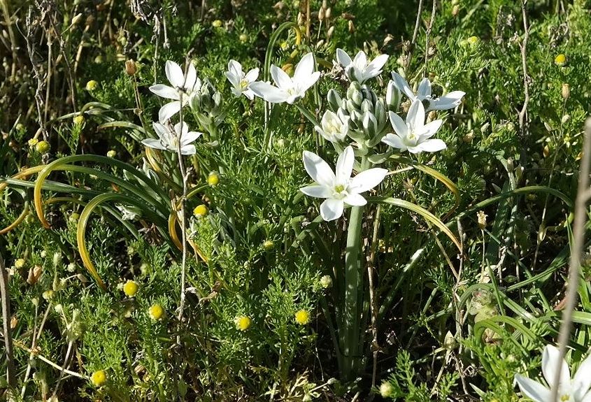 Image of Ornithogalum navaschinii specimen.