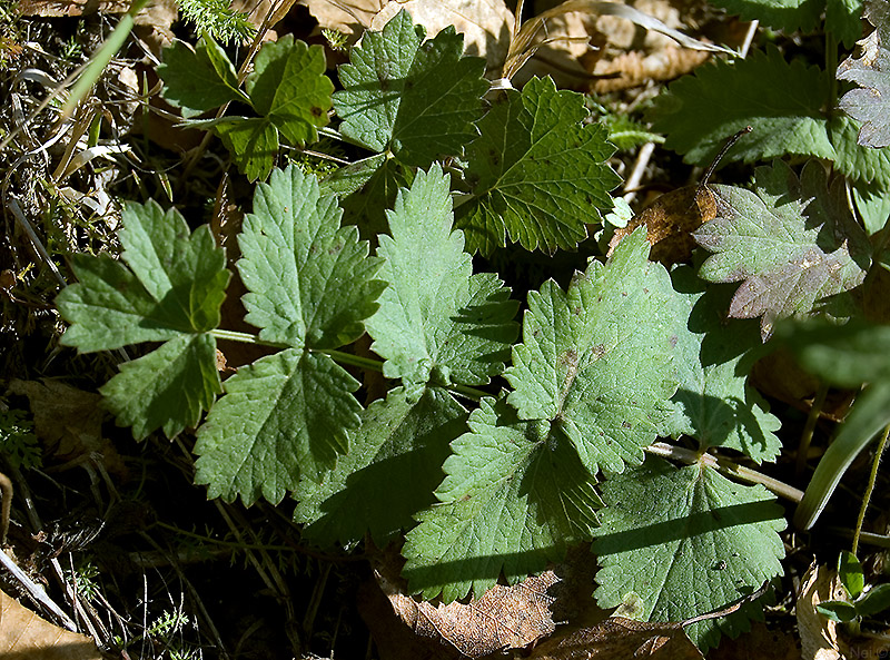 Image of Pimpinella nigra specimen.