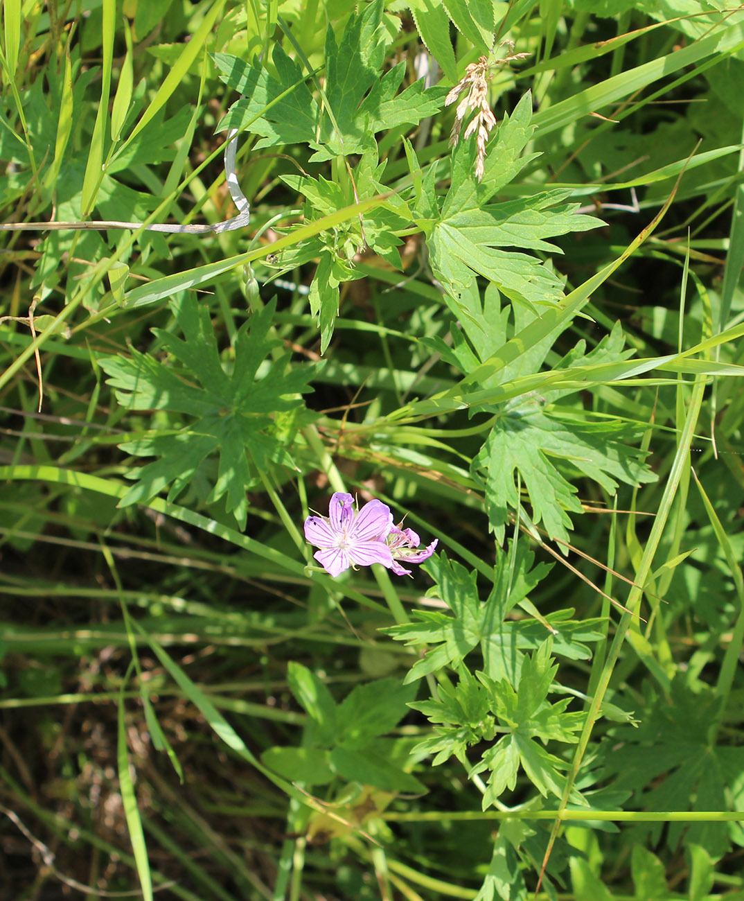 Image of Geranium collinum specimen.