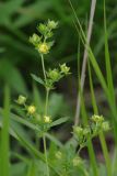 Potentilla norvegica. Верхушка цветущего растения. Ленинградская обл., Приозерский р-н, окр. пос. Запорожское, берег Ладожского оз. 01.08.2016.