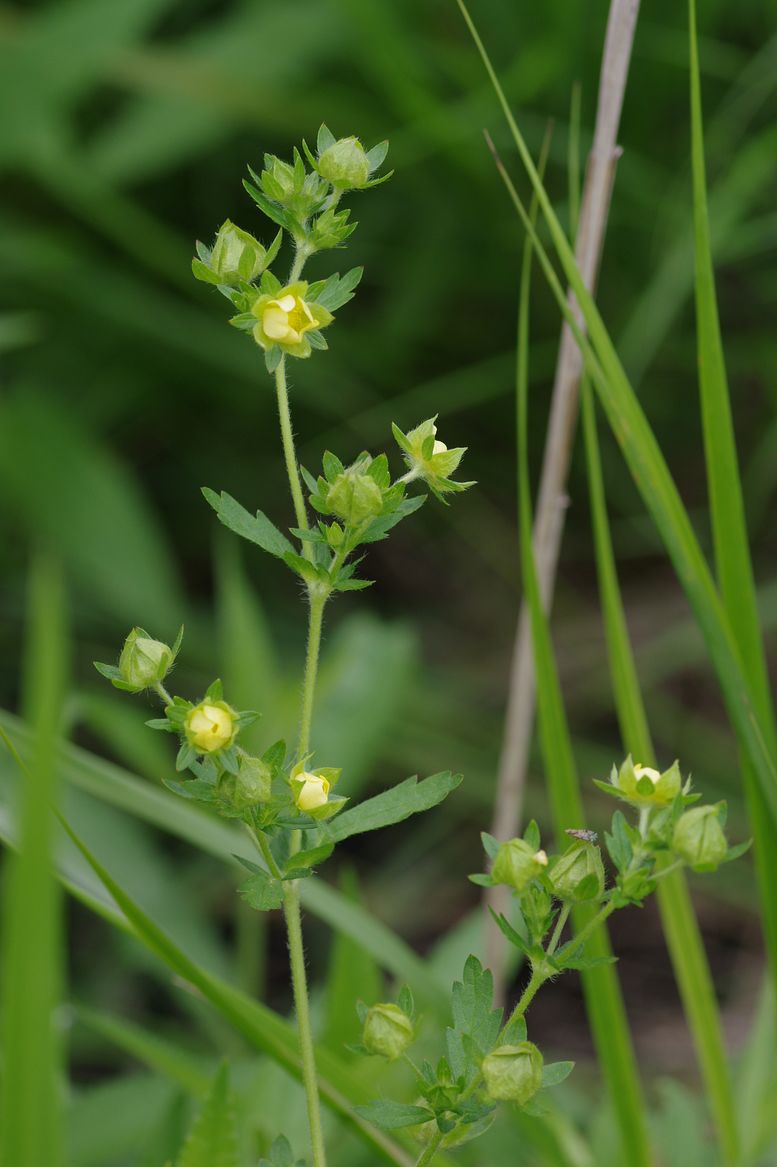 Изображение особи Potentilla norvegica.