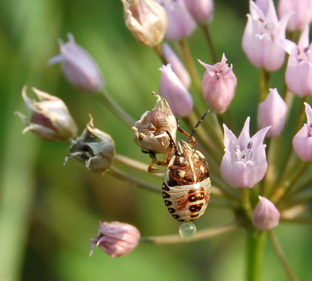 Изображение особи Allium angulosum.