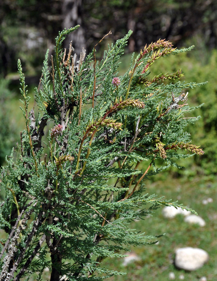 Изображение особи Myricaria bracteata.