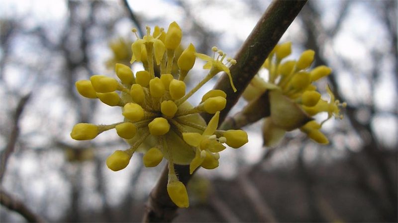 Image of Cornus mas specimen.