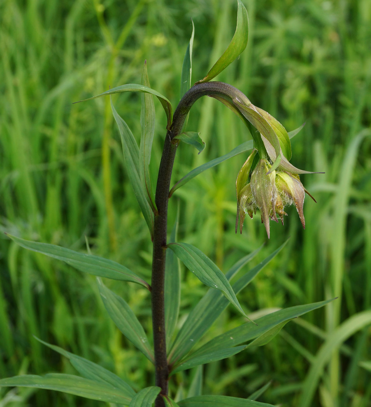 Изображение особи Lilium pilosiusculum.